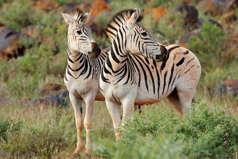 Two plains Burchells zebras Equus burchelli in natural habitat, South Africa. Two plains Burchells zebras Equus burchelli in natural habitat, South Africa