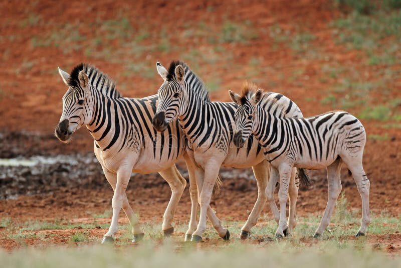 Plains zebras no habitat natural