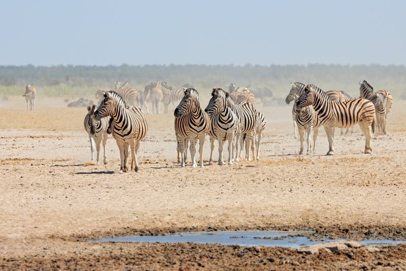 Plains zebras Equus burchelli at a dusty waterhole, Etosha National Park, Namibia. Plains zebras Equus burchelli at a dusty waterhole, Etosha National Park, Namibia