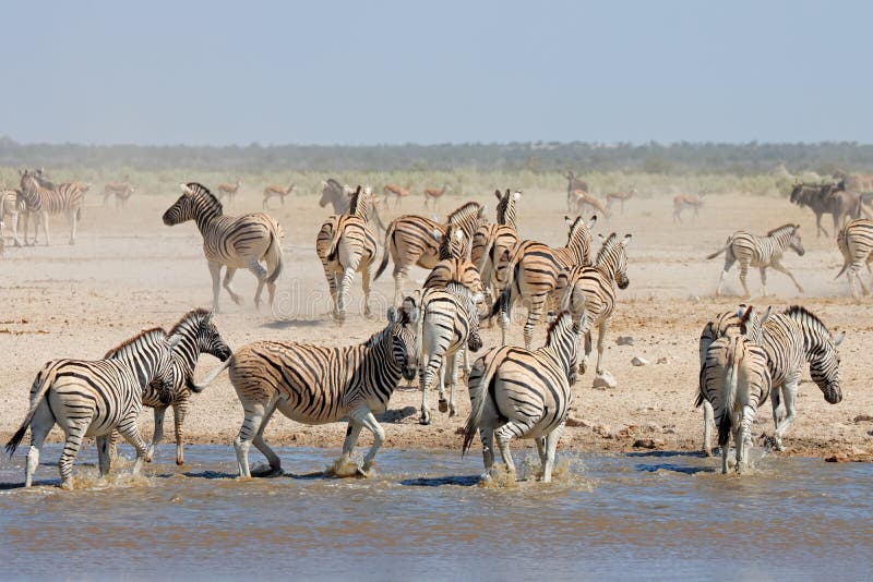 Plains zebras Equus burchelli at a waterhole, Etosha National Park, Namibia. Plains zebras Equus burchelli at a waterhole, Etosha National Park, Namibia