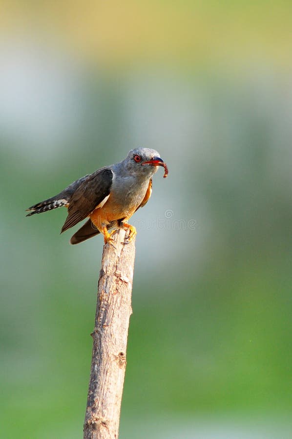 Plaintive Cuckoo bird