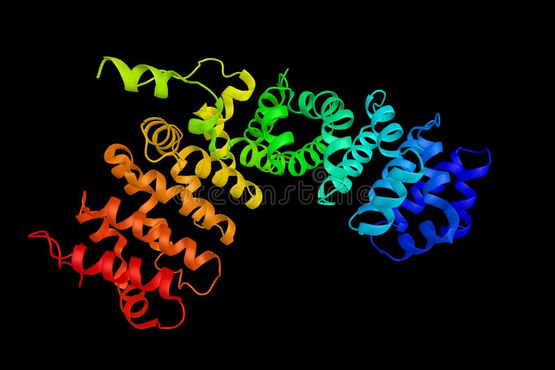 Plakophilin-1, a protein which may be involved in molecular recruitment and stabilization during desmosome formation. 3d rendering. Plakophilin-1, a protein which may be involved in molecular recruitment and stabilization during desmosome formation. 3d rendering.