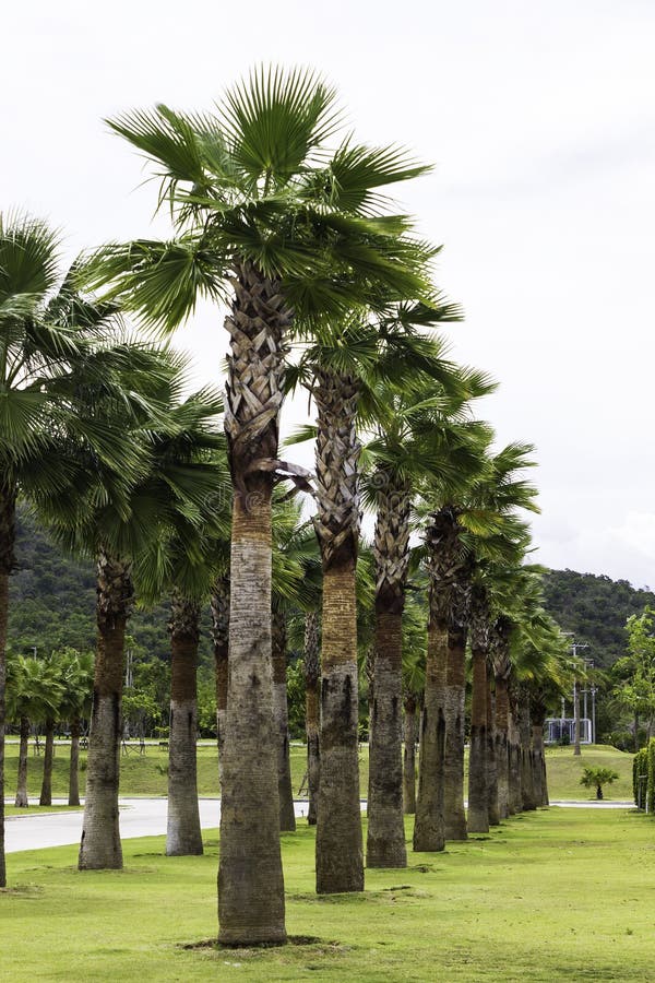 Plam Tree Garden Plantation Outdoor Stock Photo Image of outdoor