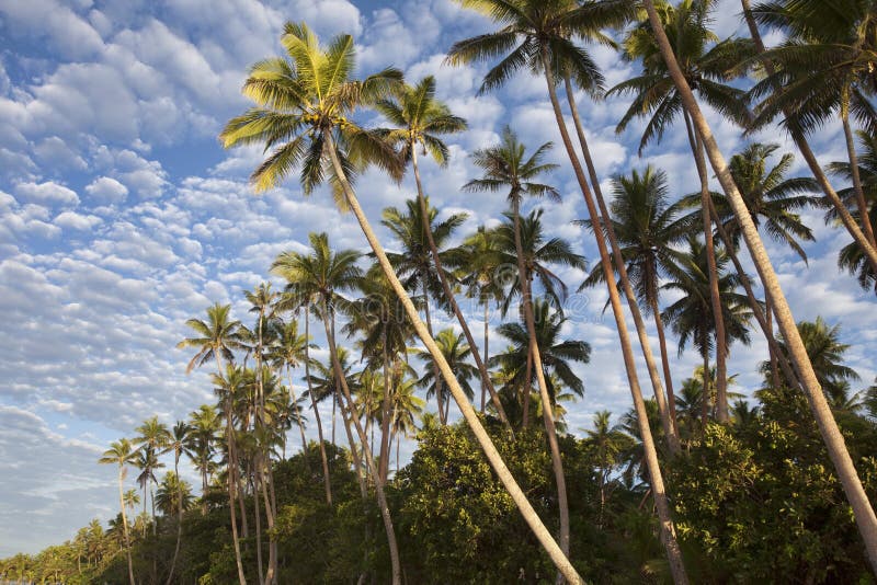Palm Trees at Sunrise, Fiji Stock Photo - Image of exotic, south: 12984156