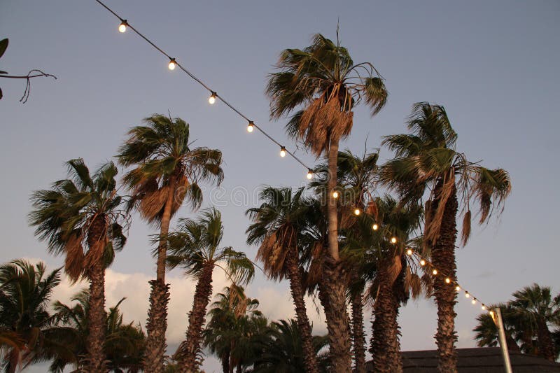 Plam trees and garland of light bulbs at shark bay (australia) stock photography