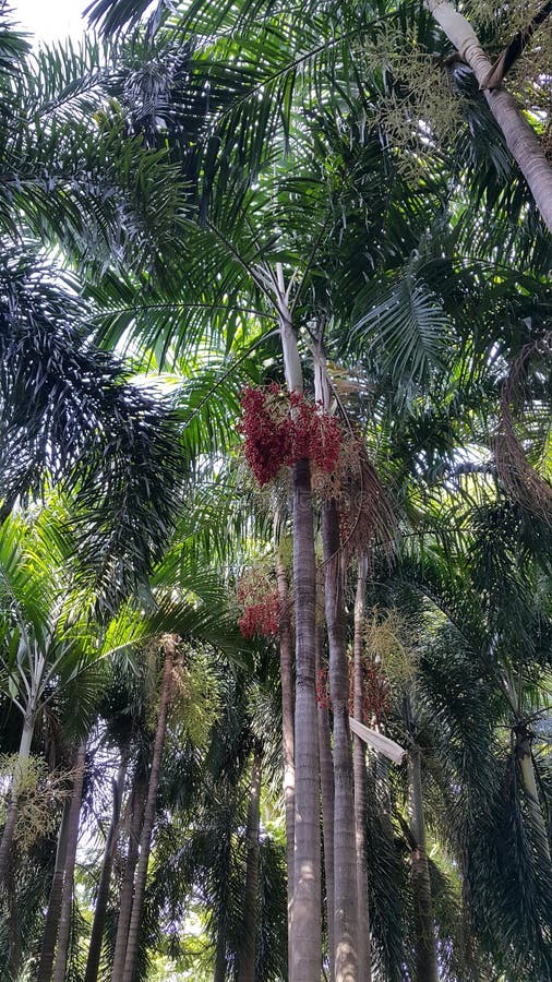 Plam trees with red fruits stock photography