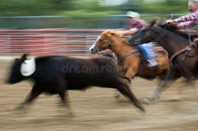 Horseback cowgirl and cowboy chase down calf at rodeo - panning and motion blur. Horseback cowgirl and cowboy chase down calf at rodeo - panning and motion blur