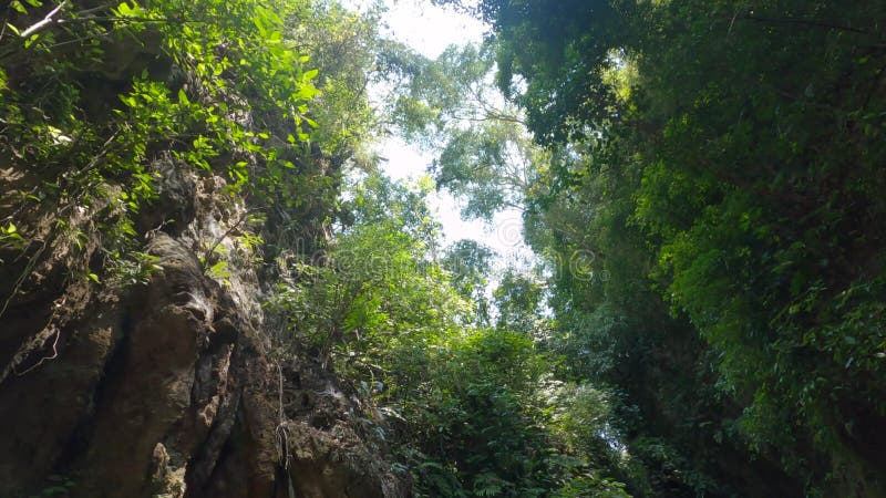 Plan de clôture de formations rocheuses au milieu d'une forêt nuageuse clips vidéos