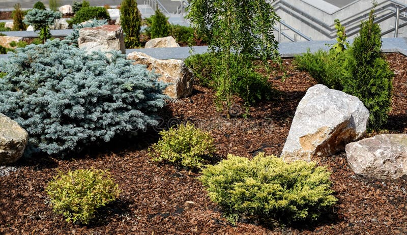 Landscape design. Bushes, rocks Dwarf spruce Flowers Fern. Landscape design. Bushes, rocks Dwarf spruce Flowers Fern