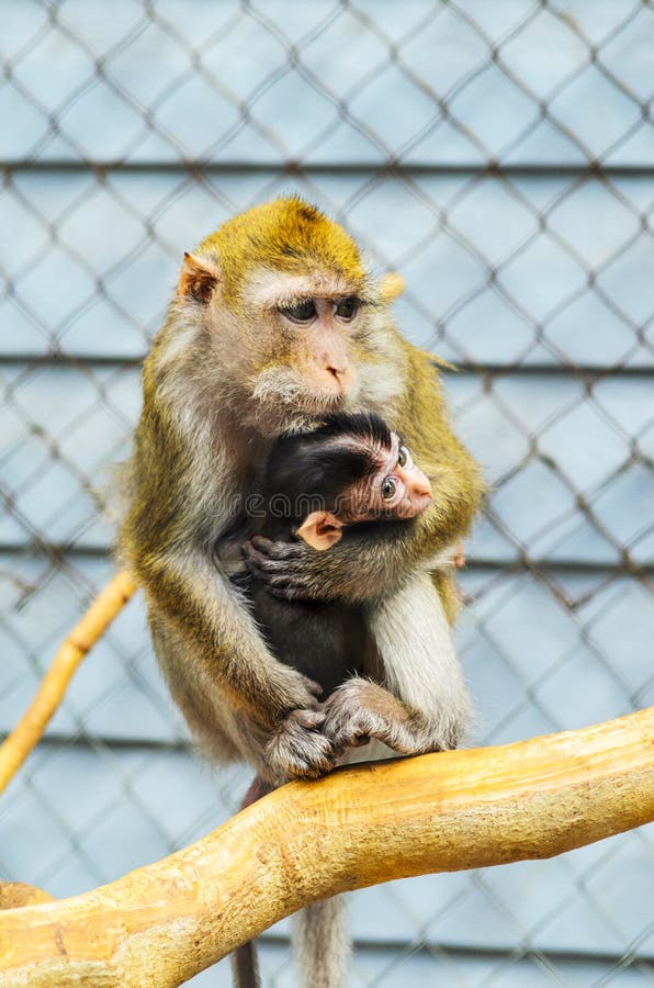 Plan Rapproche D Un Singe Mignon De Bebe Se Cachant Pres Du Sein De La Mere Photo Stock Image Du Concept Parenting 152245172