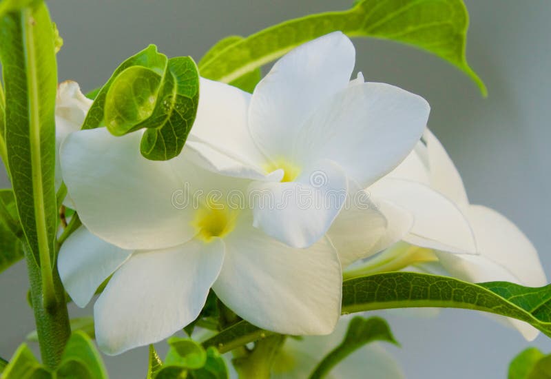 Fleur de Frangipane photo stock. Image du jardin, groupe - 71372324