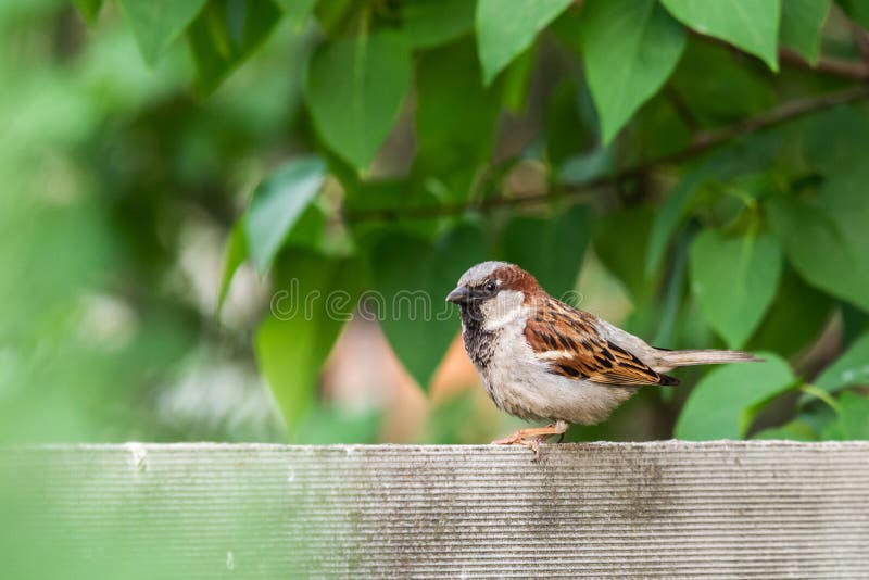 Images Petit Oiseau Noir Gris Sur Le Fond Vert Téléchargez
