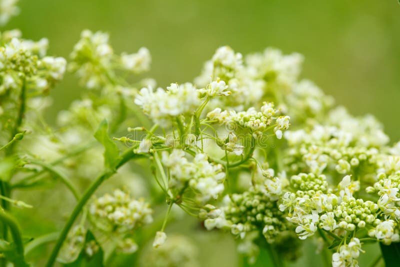 Plan Rapproché De Petite Fleur Sauvage Blanche Sur Le Fond Brouillé ...