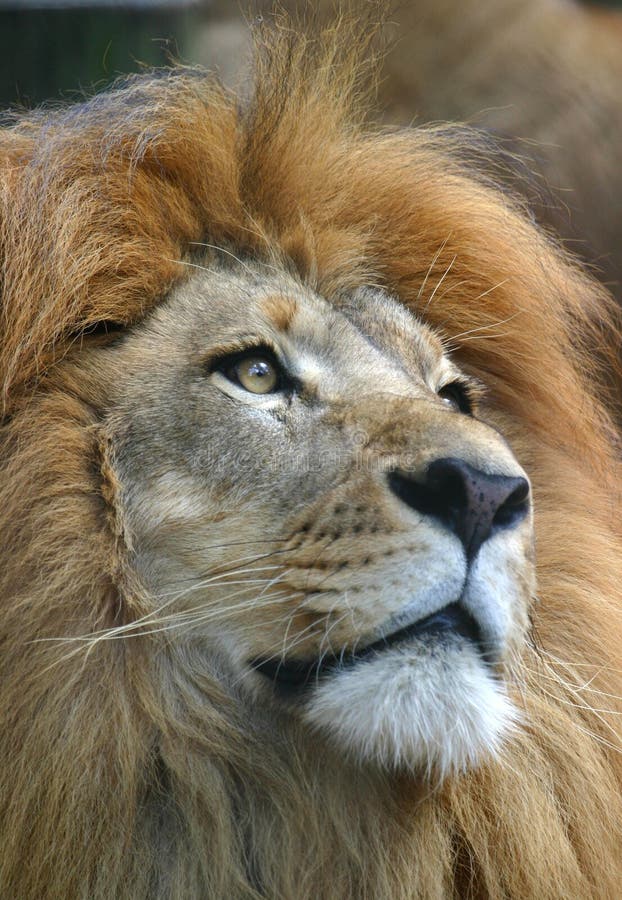 Plan rapproché africain mâle de lion photographie stock Plan rapproché africain mâle de lion photographie stock