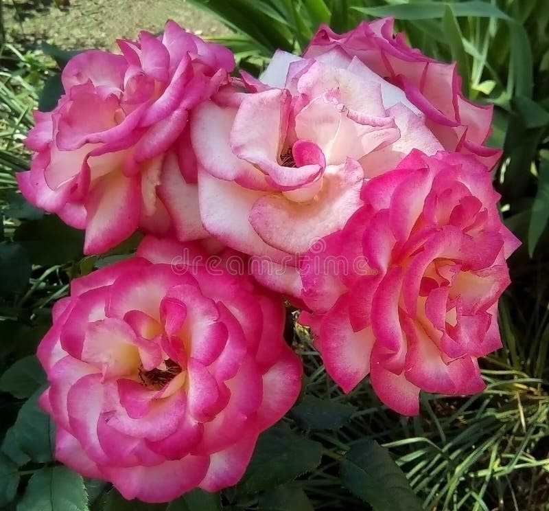 Plan rapproché avec les roses roses et les feuilles vertes sur un fond foncé photographie stock libre de droits Plan rapproché avec les roses roses et les feuilles vertes sur un fond foncé photographie stock libre de droits