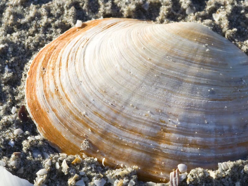 Orange and white shell close-up on the sand grains. Orange and white shell close-up on the sand grains