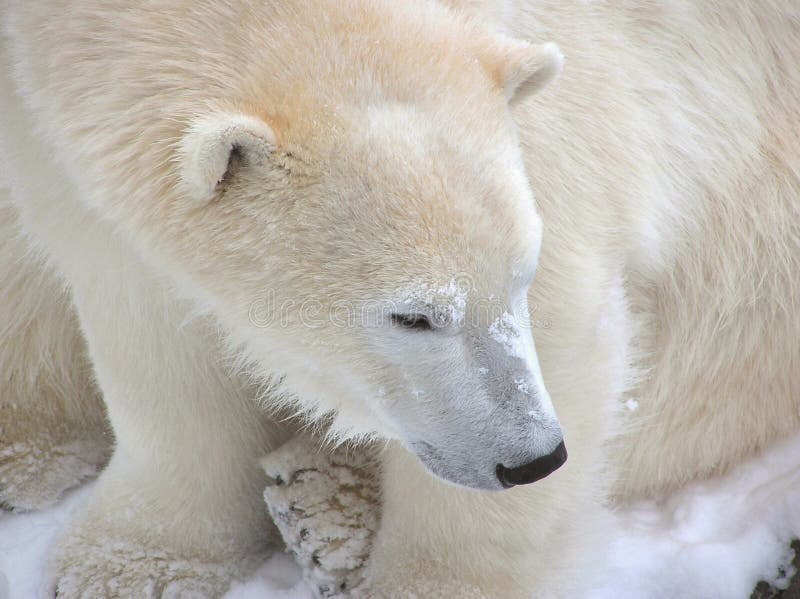 Plan rapproché d'ours blanc photographie stock libre de droits Plan rapproché d'ours blanc photographie stock libre de droits