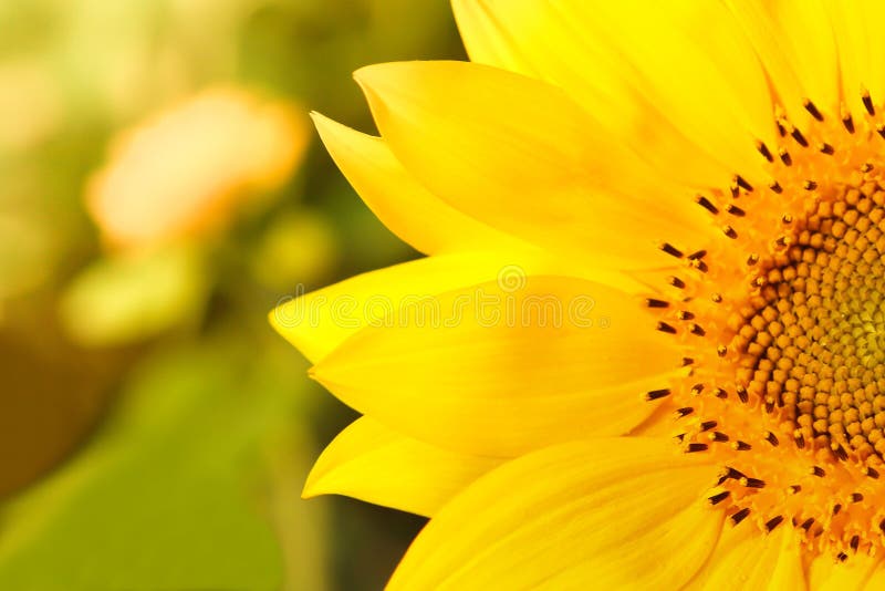 Plan rapproché d'un beau tournesol dans un domaine photo libre de droits