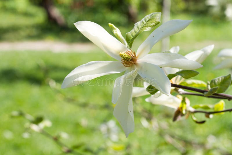 Plan rapproché d'un bourgeon de floraison d'une magnolia blanche sur une branche contre un jardin vert, foyer sélectif photos libres de droits Plan rapproché d'un bourgeon de floraison d'une magnolia blanche sur une branche contre un jardin vert, foyer sélectif photos libres de droits