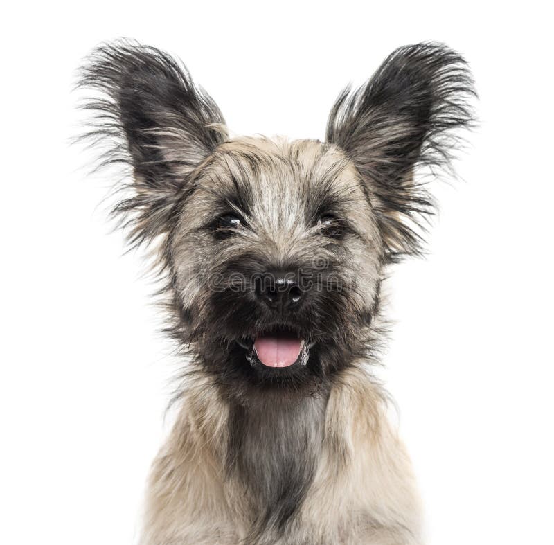 Gros plan d'un Skye Terrier photo stock