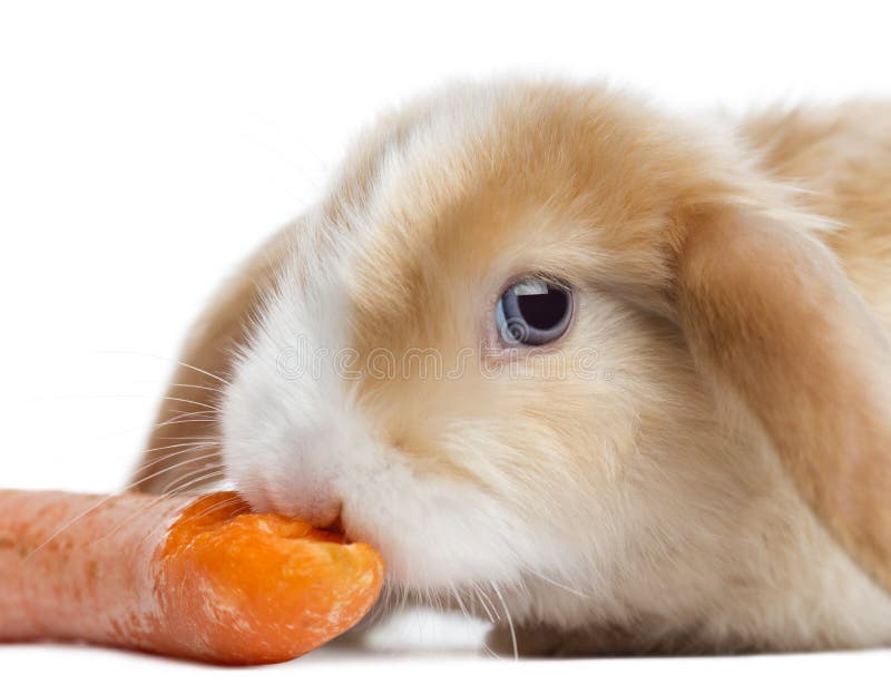 Plan rapproché d'un lapin de Mini Lop de satin mangeant une carotte, d'isolement photos stock Plan rapproché d'un lapin de Mini Lop de satin mangeant une carotte, d'isolement photos stock