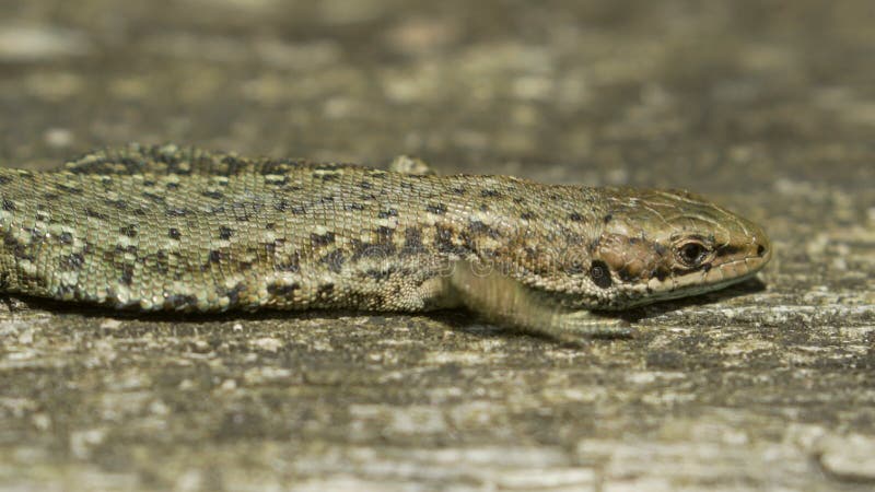 Plan rapproché d'un lézard commun (vivipara de Zootoca) se dorant dessus au soleil