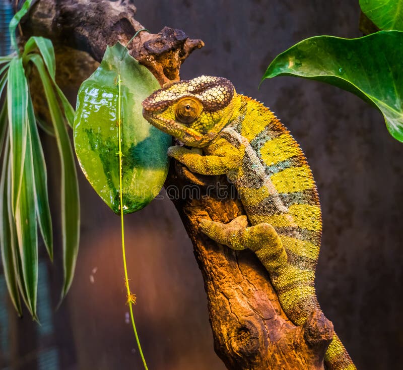 Plan rapproché d'un vert et un caméléon réuni noir de panthère, un lézard tropical coloré du Madagascar, un animal familier exoti photo libre de droits Plan rapproché d'un vert et un caméléon réuni noir de panthère, un lézard tropical coloré du Madagascar, un animal familier exoti photo libre de droits