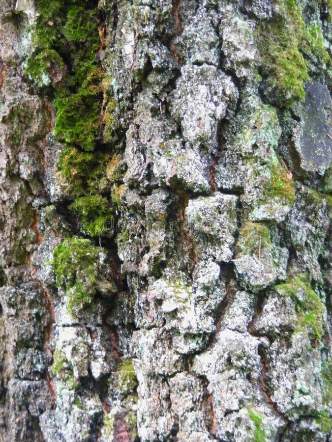 Plan rapproché d'un vieux fond impeccable de texture d'écorce du ` s d'arbre photographie stock Plan rapproché d'un vieux fond impeccable de texture d'écorce du ` s d'arbre photographie stock