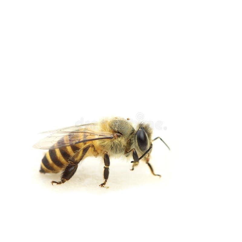 Plan rapproché d'une abeille de miel