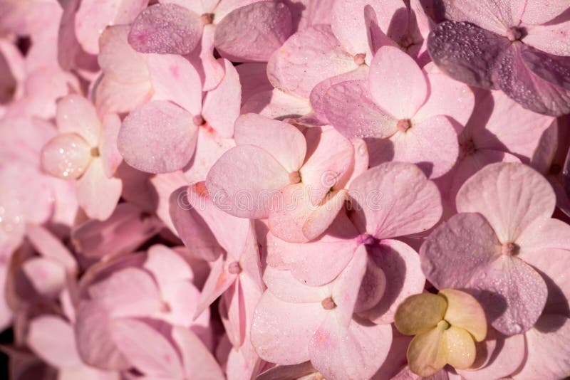 Plan rapproché d'une fleur rose d'hortensia image libre de droits Plan rapproché d'une fleur rose d'hortensia image libre de droits