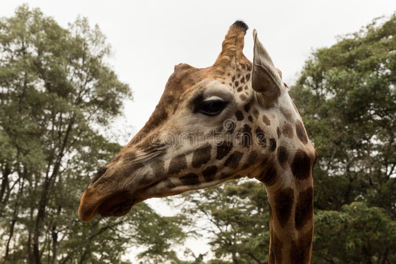 Closeup portrait of a Rothschild giraffe in a reserve in Nairobi. Closeup portrait of a Rothschild giraffe in a reserve in Nairobi