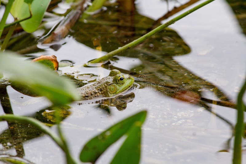 Plan rapproché d'une grenouille verte nageant dans l'eau près des usines photographie stock Plan rapproché d'une grenouille verte nageant dans l'eau près des usines photographie stock