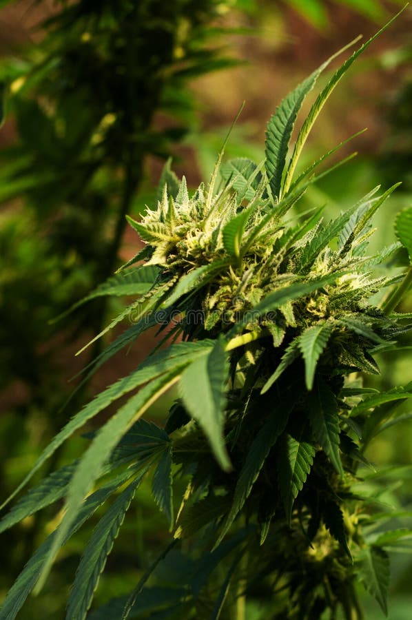 Plan rapproché d'une usine de marijuana croissante photos libres de droits Plan rapproché d'une usine de marijuana croissante photos libres de droits