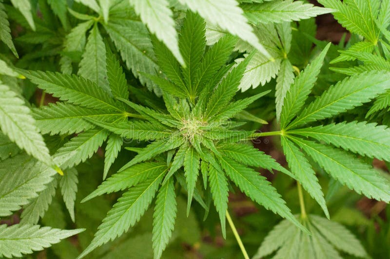 Plan rapproché d'usine de Ganja image stock Plan rapproché d'usine de Ganja image stock