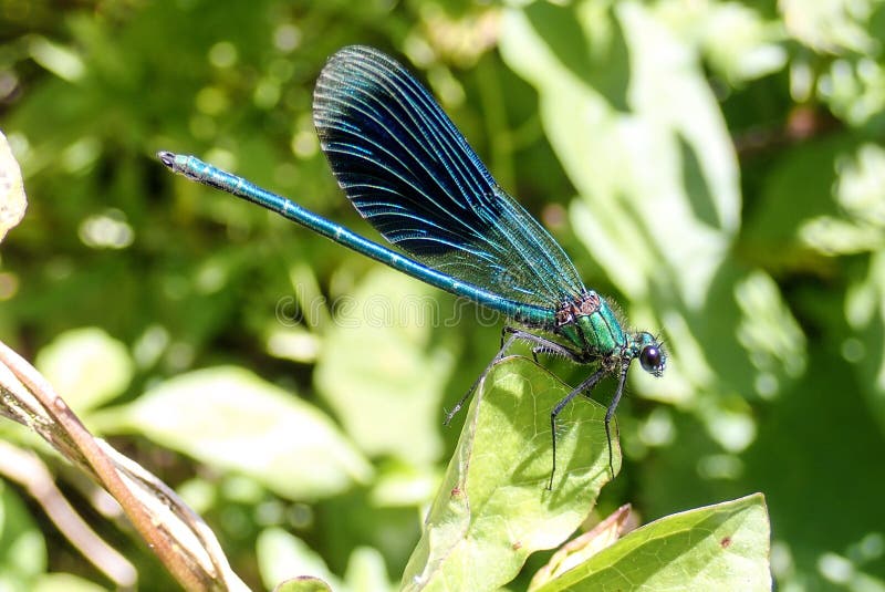 Plan rapproché de beau Damselfly vert-bleu métallique masculin sur des roseaux image libre de droits Plan rapproché de beau Damselfly vert-bleu métallique masculin sur des roseaux image libre de droits
