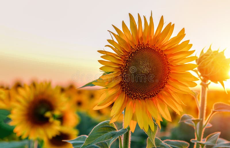Plan rapproché de beau tournesol au coucher du soleil photos libres de droits