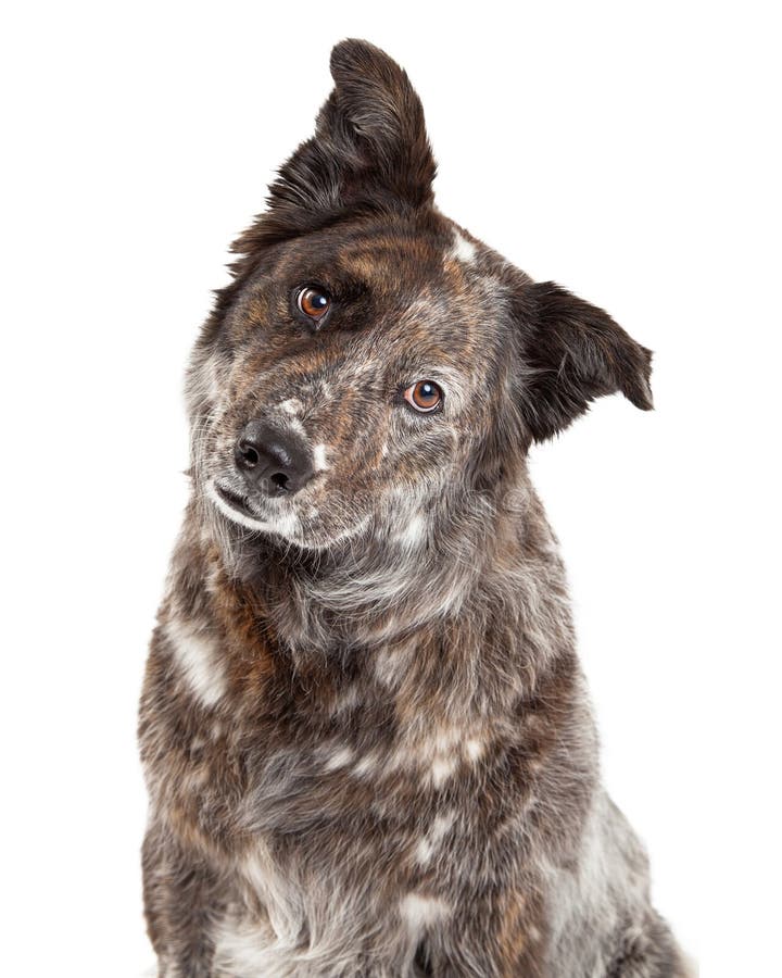 Plan rapproché de berger australien Mix Breed Dog photo stock Plan rapproché de berger australien Mix Breed Dog photo stock