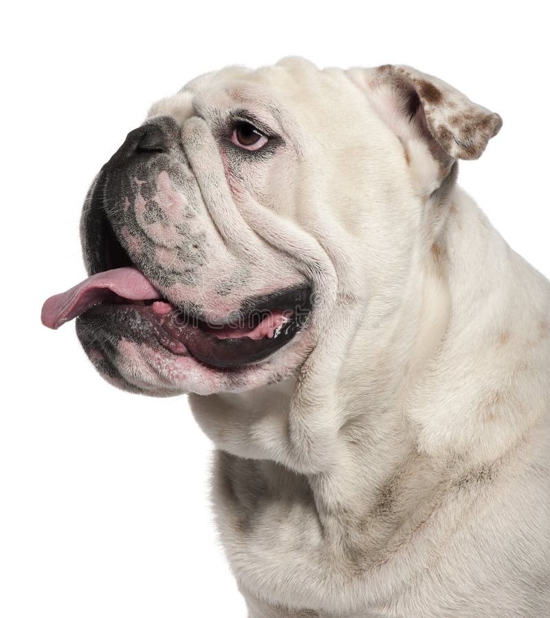 Plan rapproché de bouledogue anglais, 14 mois photos stock Plan rapproché de bouledogue anglais, 14 mois photos stock
