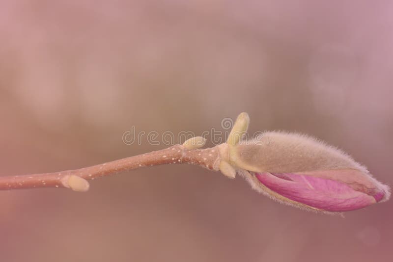 Plan rapproché de bourgeon de magnolia sur un fond brouillé rose photographie stock libre de droits Plan rapproché de bourgeon de magnolia sur un fond brouillé rose photographie stock libre de droits