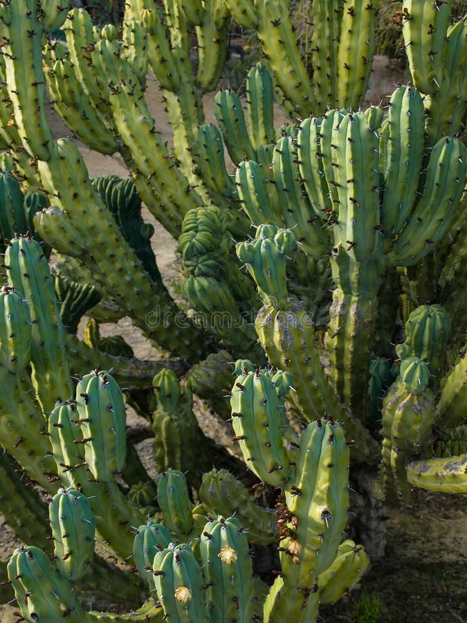 Plan rapproché de cactus photo libre de droits Plan rapproché de cactus photo libre de droits