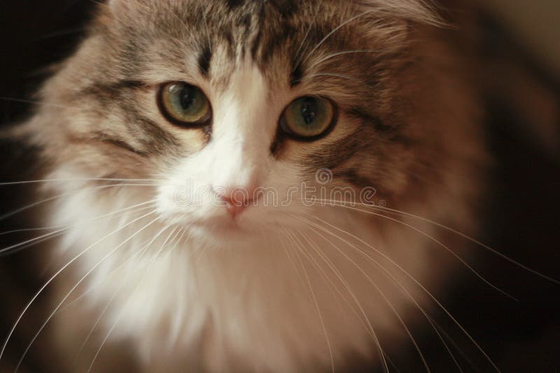 Plan rapproché de Cat Sad Look hypnotique sur l'appareil-photo image libre de droits Plan rapproché de Cat Sad Look hypnotique sur l'appareil-photo image libre de droits