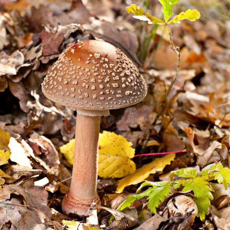 Champignon d'amanite image stock