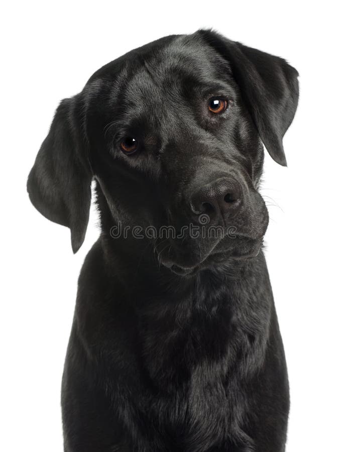 Plan rapproché de chien d'arrêt de Labrador, 10 mois photo libre de droits Plan rapproché de chien d'arrêt de Labrador, 10 mois photo libre de droits