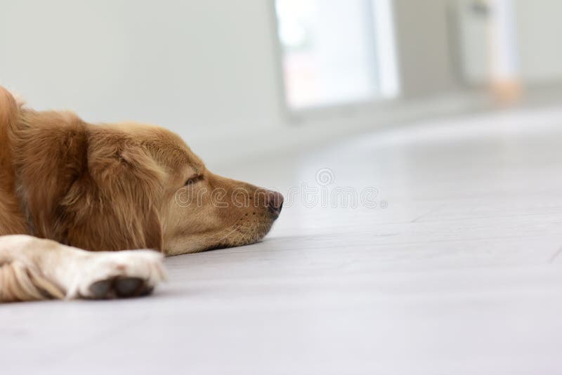 Plan rapproché de chien dormant sur le plancher photo stock Plan rapproché de chien dormant sur le plancher photo stock