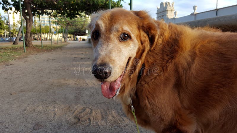 Plan rapproché de chien de golden retriever marchant à la plage de Kaimana photographie stock Plan rapproché de chien de golden retriever marchant à la plage de Kaimana photographie stock