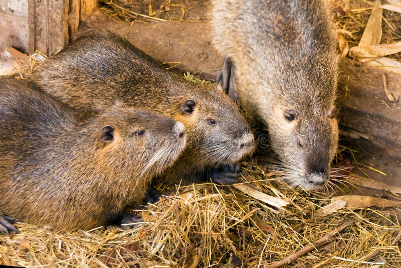 Plan rapproché de couvée de Nutria à la ferme Trois amis du concept image libre de droits Plan rapproché de couvée de Nutria à la ferme Trois amis du concept image libre de droits