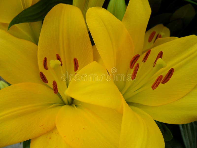 Plan rapproché de deux lis jaunes vifs de floraison avec le pollen rouge de velours images stock Plan rapproché de deux lis jaunes vifs de floraison avec le pollen rouge de velours images stock