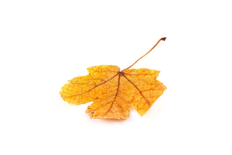 Plan rapproché de feuille d'automne d'érable sur le blanc images libres de droits Plan rapproché de feuille d'automne d'érable sur le blanc images libres de droits