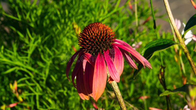 Plan rapproché de fleur coneflower ou de purpurea pourpre d'Echinacea au parterre, foyer sélectif, DOF peu profond photos stock Plan rapproché de fleur coneflower ou de purpurea pourpre d'Echinacea au parterre, foyer sélectif, DOF peu profond photos stock