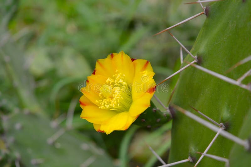 Plan rapproché de fleur jaune de cactus, Uttarakhand, Inde photographie stock Plan rapproché de fleur jaune de cactus, Uttarakhand, Inde photographie stock